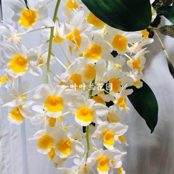 法式石斛 精品洋兰 石斛兰 阳台庭院好养易活,鲜花速递/花卉仿真/绿植园艺,国兰/杂交兰/洋兰类,淘宝优惠券,粉丝福利购,淘宝优惠卷