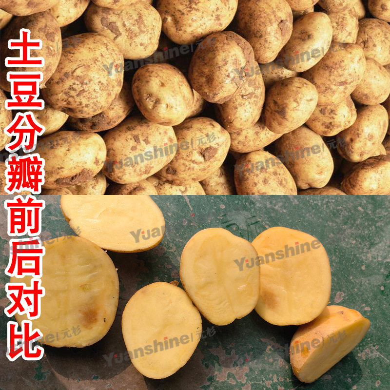 全自动果蔬切割设备高丽菜分瓣机小型不锈钢水果笋分瓣机