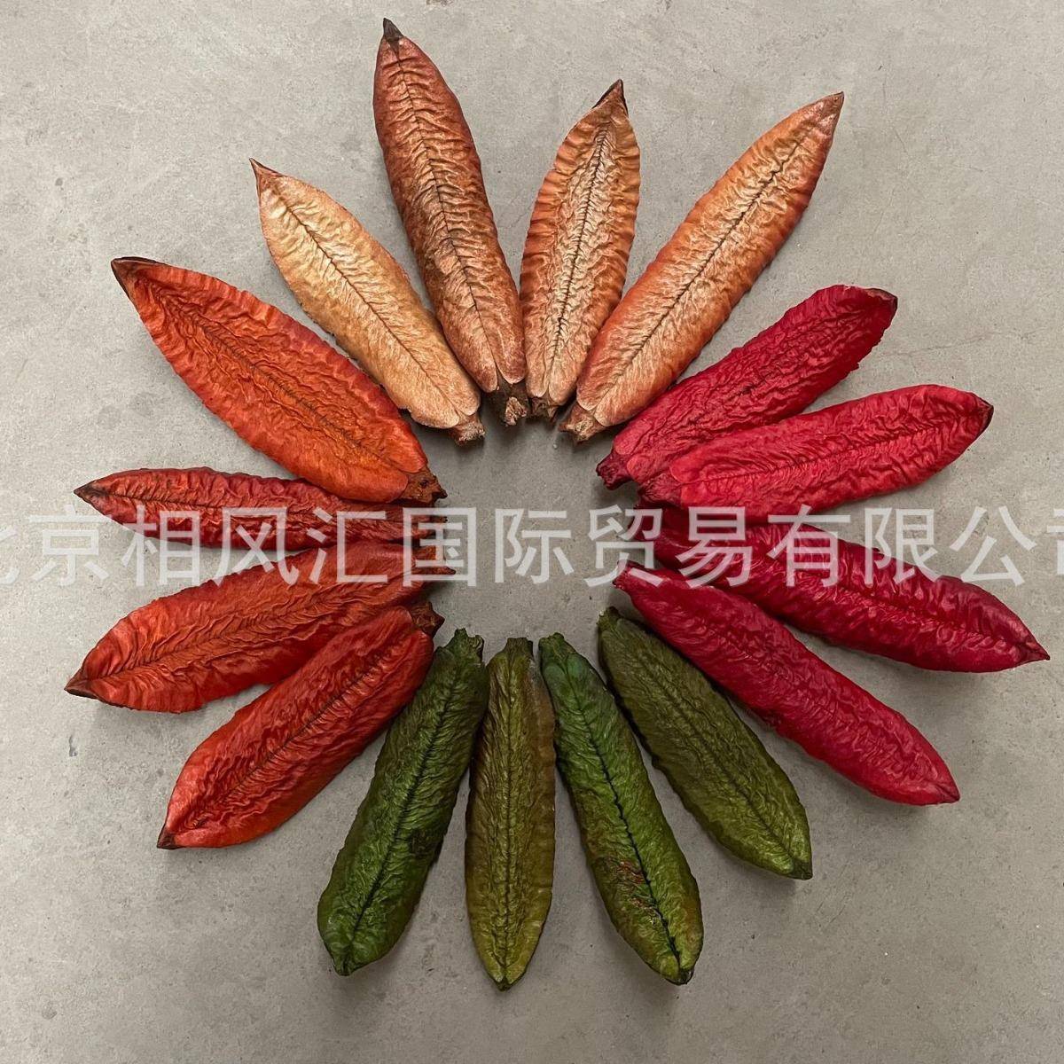巴西干果干花干枝搭配装饰拍照道具天然植物节日送礼