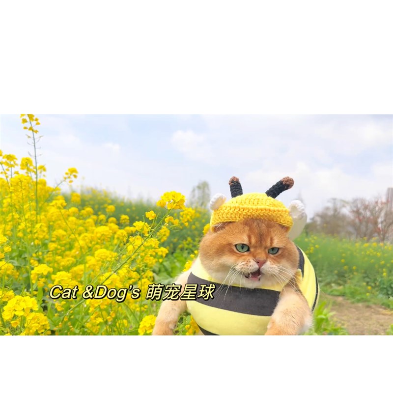 金三柜猫咪蜜蜂衣服蜜蜂帽子头套春天变装COS针织搞笑帽金渐层猫