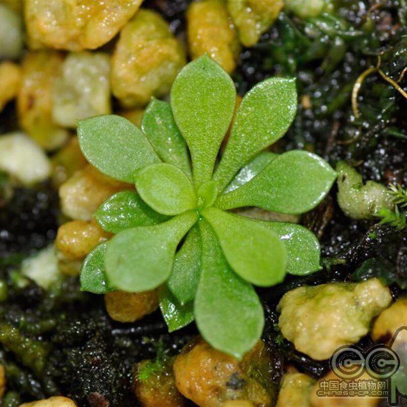 丹波花柱草长柄暴打昆虫趣味食虫食虫植物