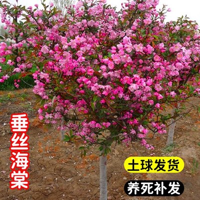 海棠树苗西府垂丝北美海棠花苗盆栽花卉阳台庭院种植绿化苗木植物