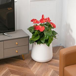 加大加厚月季 大肚花盆塑料圆形带水位线花盆 绿萝塑料花盆创意个性