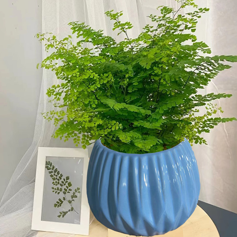 铁线蕨盆栽室内绿植大盆四季常青蕨类植物净化空气室内盆景好养活,鲜花速递/花卉仿真/绿植园艺,绿植,淘宝优惠券,粉丝福利购,淘宝优惠卷