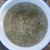 优质淡水石斑鱼苗水花花斑鱼苗溪石斑鱼鲈鱼苗翘嘴鱼苗淡水军鱼苗