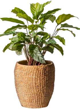 涵仿草编水泥花盆号花花瓶器粗陶复古阳台大庭院装掬饰摆TC06338