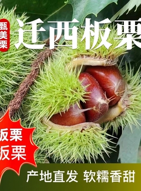 正宗迁西板栗生新鲜栗子燕山油栗3113油栗新货新鲜板栗