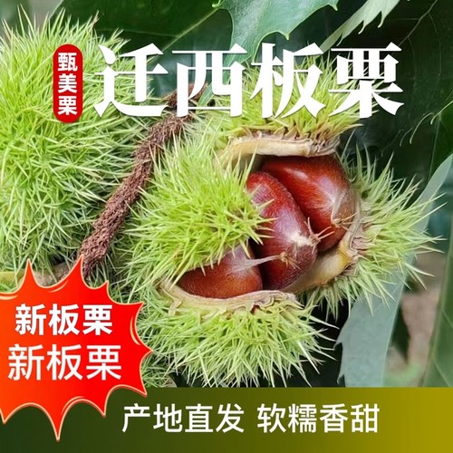 3113板栗颗粒饱满软糯香甜