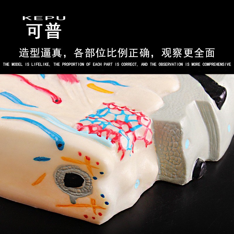 可普 立体皮肤结构模型初高中生物演示用教具中小学教学演示模具