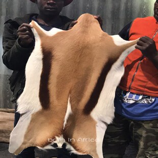 南非进口跳羚羊皮地毯皮毛坐垫兽皮沙发飘窗样板房装饰摆件