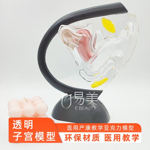 子宫模型透明计生教育用品人体系统可视子宫构造透明产康模具展示