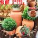 清仓包庭 四件院邮大盆号土陶罐景观陶粗陶红陶花花瓶摆件陶瓷 包邮
