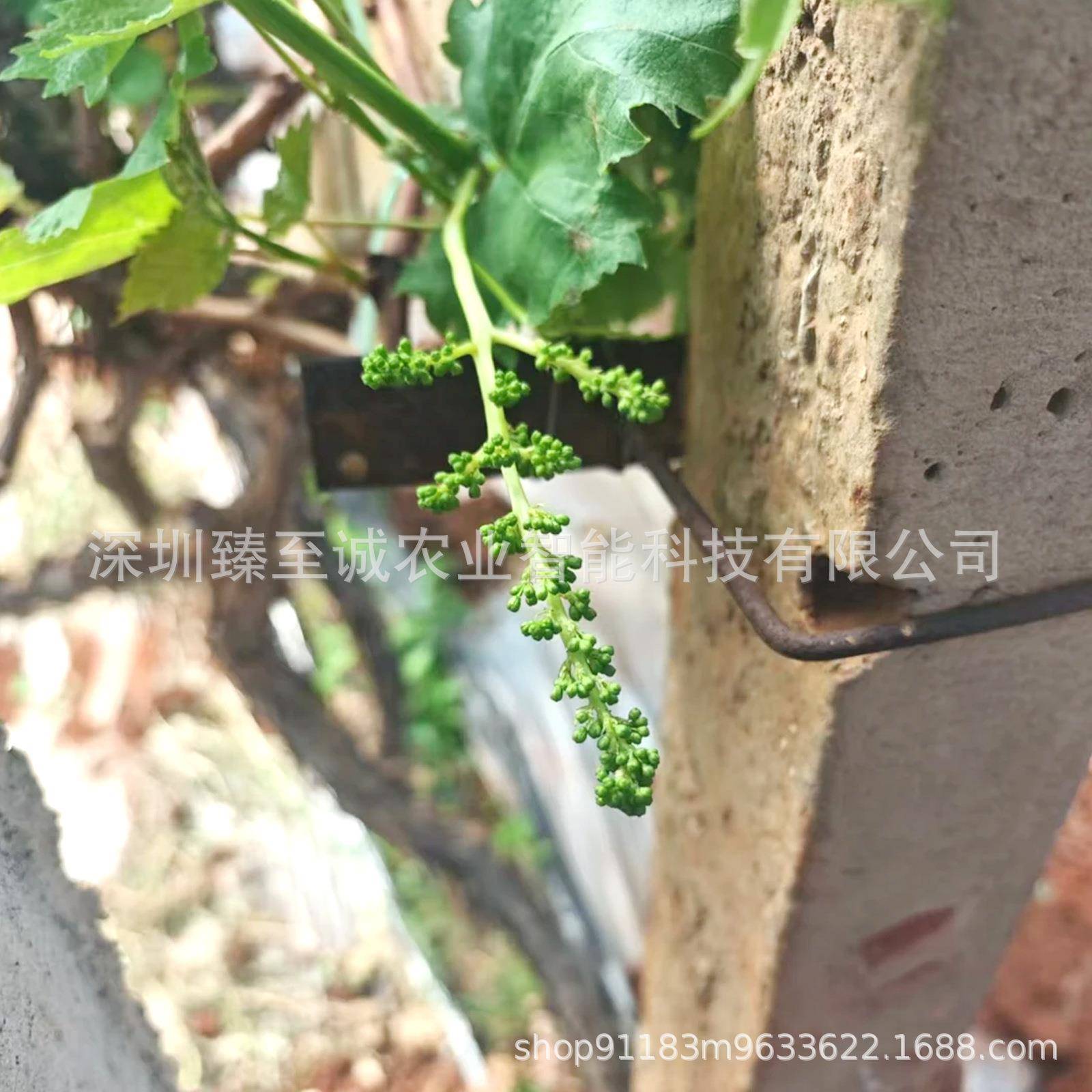 【源头厂直发SEL】葡萄蕾专用阳光瑰工新款梳花疏果机电动疏花神