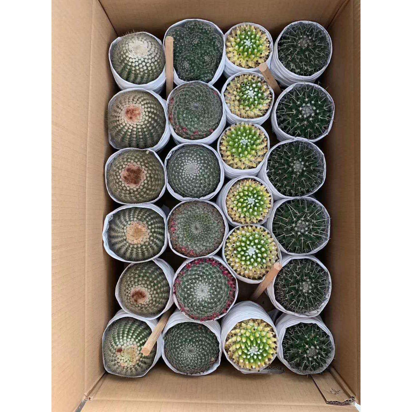 【基地直供】人仙人球球盆栽居家卉绿植随盆栽机混装仙四花色球