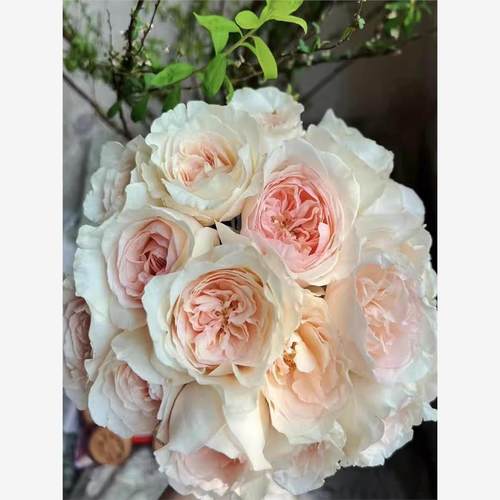香腮雪大花浓香玫瑰月季