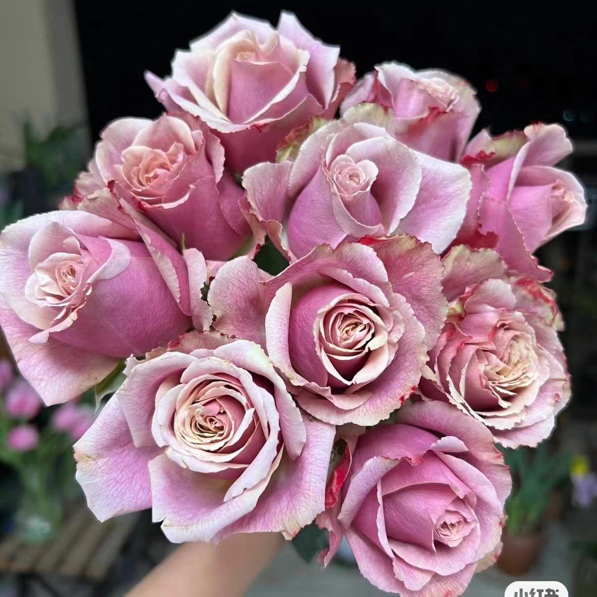 双人桌/同桌的你/纹理桌面     阳台庭院盆栽玫瑰灌木月季花卉