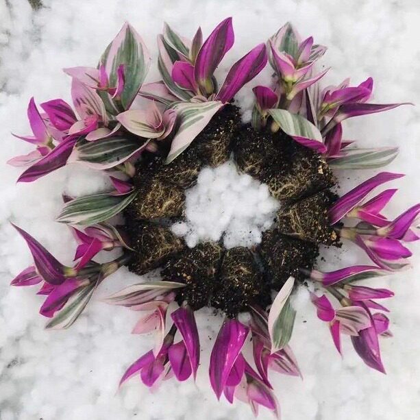 油画婚礼吊兰穴盘苗盆栽苗实拍3-5cm多肉植物基地直销量大从优