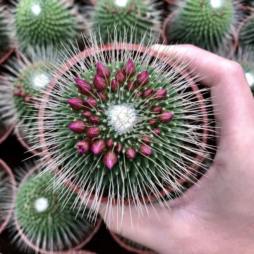 白珠仙人球带花苞软刺嫁接开花仙人掌多肉植物室内防辐射盆栽实生