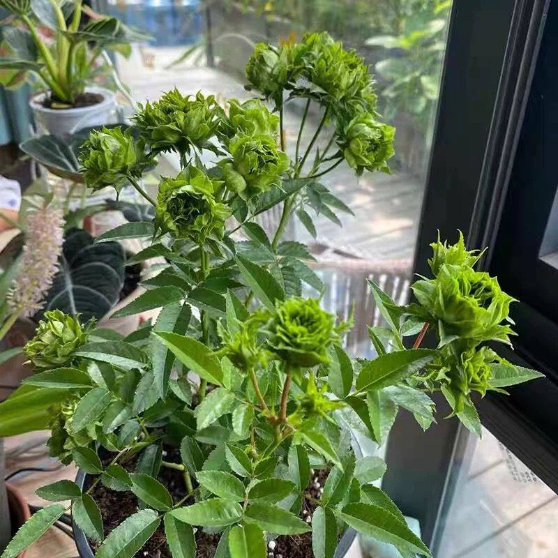 结绿珍  月季花苗 绿色植物花卉 勤花四季微型矮小阳台庭院盆栽