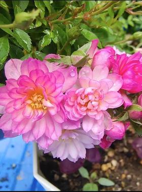 堇荷玲珑 超微月季花苗国人育种花卉盆栽阳台庭院多季开花