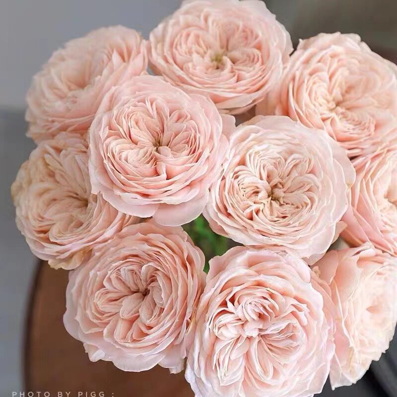 天堂海滩  荷兰vip切花月季花苗 勤花多头阳台庭院盆栽花卉,鲜花速递/花卉仿真/绿植园艺,月季/蔷薇/玫瑰,淘宝优惠券,粉丝福利购,淘宝优惠卷