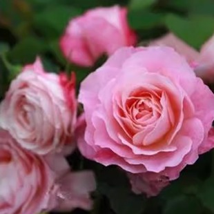 大花微月海神王  月季花苗阳台庭院盆栽花卉扦插浓香丰花粉色植物