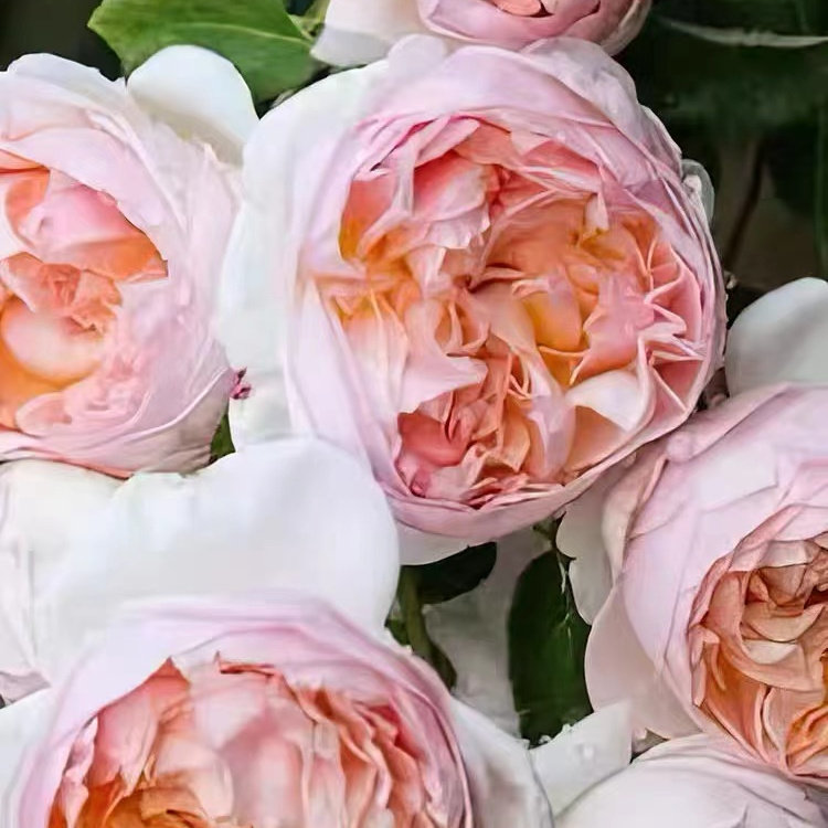 伊芙琳 月季 藤本阳台庭院盆栽勤花抗病爬藤攀援花卉,鲜花速递/花卉仿真/绿植园艺,月季/蔷薇/玫瑰,淘宝优惠券,粉丝福利购,淘宝优惠卷