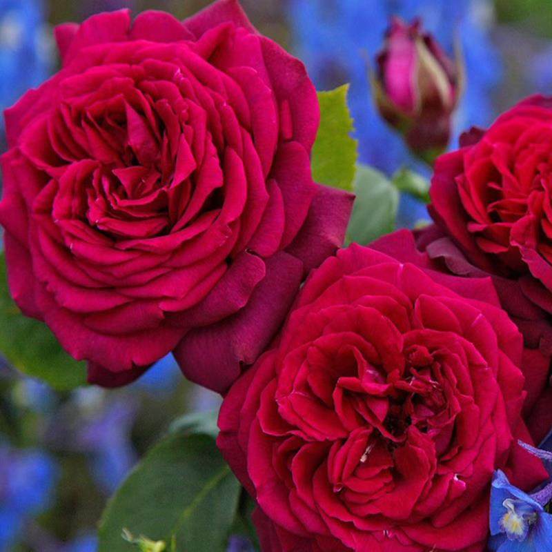 狄安娜伯爵夫人/暗夜芬芳 月季花苗科尔德斯灌木阳台庭院盆栽花卉,鲜花速递/花卉仿真/绿植园艺,月季/蔷薇/玫瑰,淘宝优惠券,粉丝福利购,淘宝优惠卷