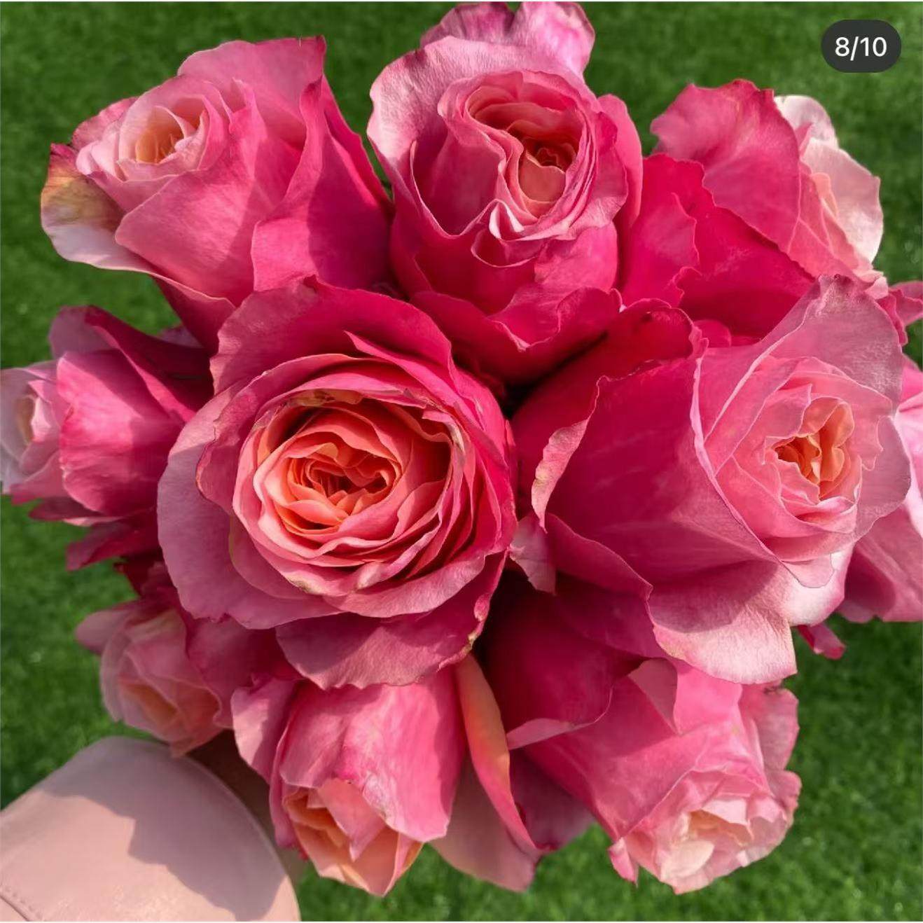 火烈鸟 新品月季直立抗病玫瑰四季勤花盆栽庭院阳台耐热性好花卉