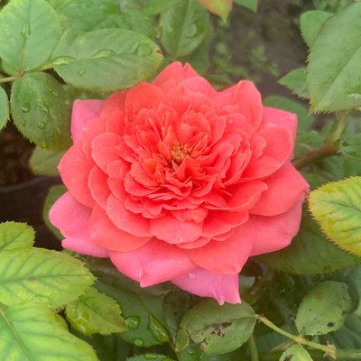 香奈儿  月季花苗 阿芒迪娜夏奈尔爬藤多头勤花庭院阳台盆栽花卉