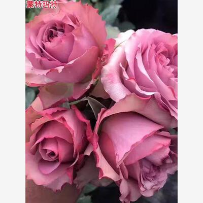 蒙特玛特 月季花苗阳台庭院盆栽四季浓香抗病耐热花卉