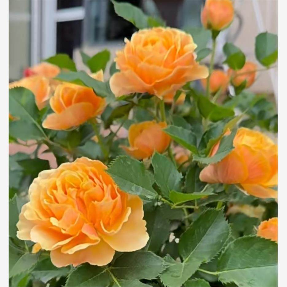 永远的喀麦隆 月季花苗 丹麦微型多头勤花灌木庭院阳台盆栽花卉