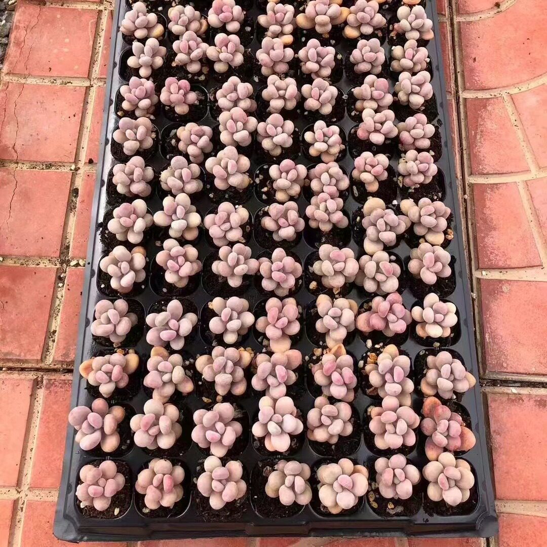 丸叶桃蛋糖果桃蛋 桃腰子 腰子蛋桃之卵多肉植物 超萌桃蛋办公室