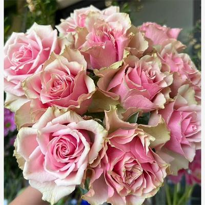 迪瑞特月季花苗覆古粉耐热