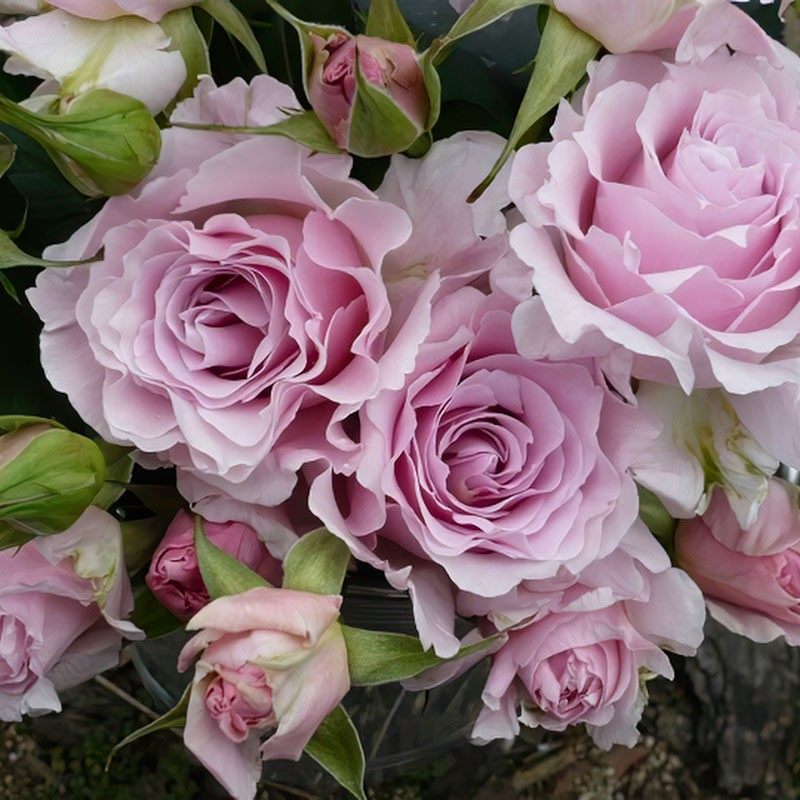 河本新娘 日本月季花苗波浪边灌木大花浓香勤花庭院阳台盆栽花卉,鲜花速递/花卉仿真/绿植园艺,月季/蔷薇/玫瑰,淘宝优惠券,粉丝福利购,淘宝优惠卷