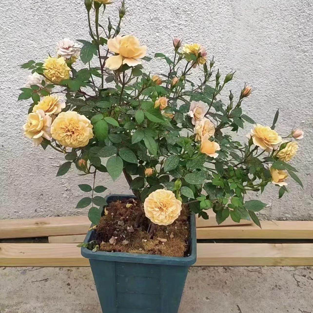 焦糖布丁 日本新品月季摩卡 姬月季微月阳台庭院盆栽复古焦糖色,鲜花速递/花卉仿真/绿植园艺,月季/蔷薇/玫瑰,淘宝优惠券,粉丝福利购,淘宝优惠卷