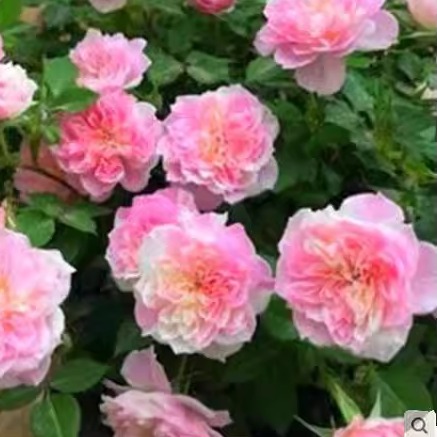 护身符\幸福之门 月季玫瑰微月盆栽阳台四季庭院花卉扦插小苗