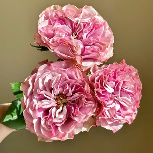 波本街 花苗重瓣灌木波浪边勤花丑丑鼻毛阳台庭院盆栽花卉 月季