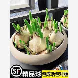 水仙花种球水养盆栽秋冬开花卉植物室内花绿植水培好养阳台