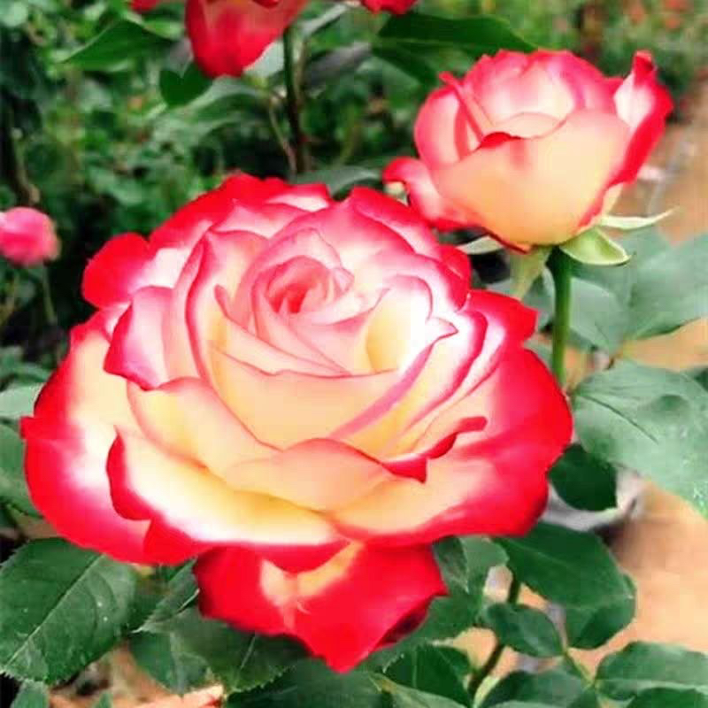 醉红妆  月季花苗阳台庭院盆栽勤花植物灌木大花玫瑰花卉