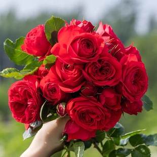 爬藤红苹果 花苗正红色花阳台庭院盆栽花卉勤花耐寒耐热 藤本月季