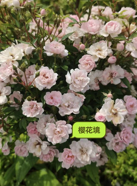 樱花镜 超微月季花苗盆栽多季开花阳台庭院花卉植物