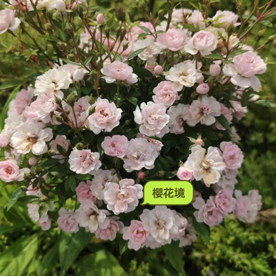 樱花镜 超微月季花苗盆栽多季开花阳台庭院花卉植物