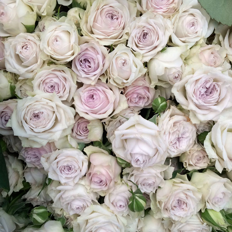 银雨雾泡 月季花苗 盆栽灌木抗病庭院阳台花园花卉地栽植物花,鲜花速递/花卉仿真/绿植园艺,月季/蔷薇/玫瑰,淘宝优惠券,粉丝福利购,淘宝优惠卷