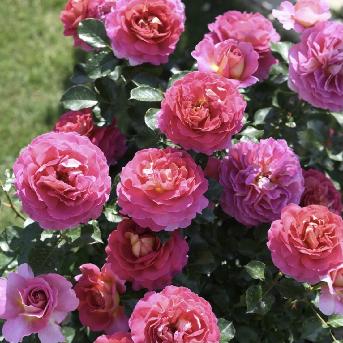 巴黎精神月季花苗玫瑰大花浓香