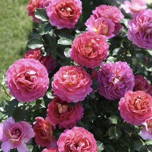 巴黎精神 花苗大花浓香勤花阳台庭院盆栽花卉耐寒热好养 月季