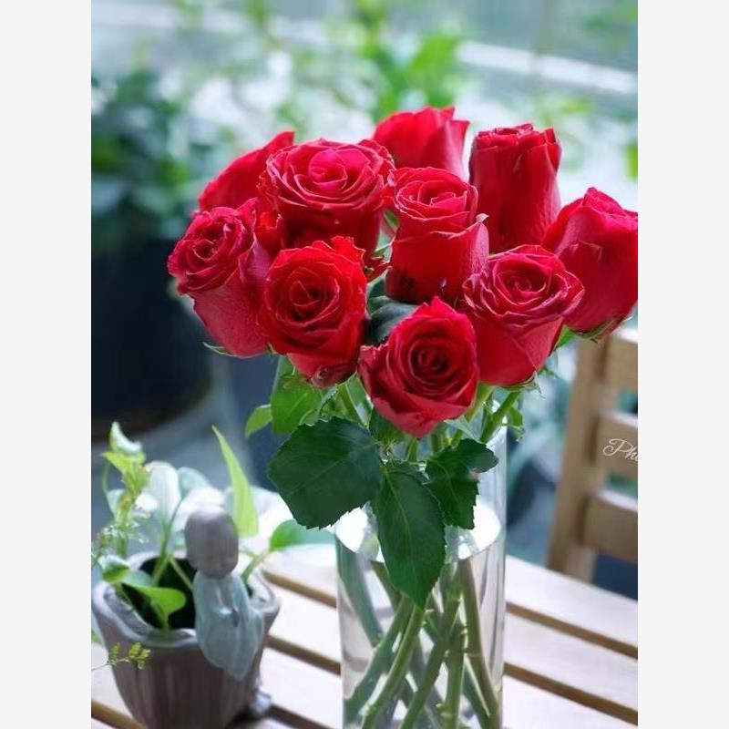罗德斯 切花月季小苗盆栽 多季开花红色玫瑰阳台庭院开花绿植花卉