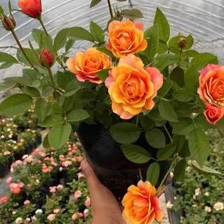 永远的艾帕索   月季花苗灌木阳台庭院盆栽大花多季开花植物花卉