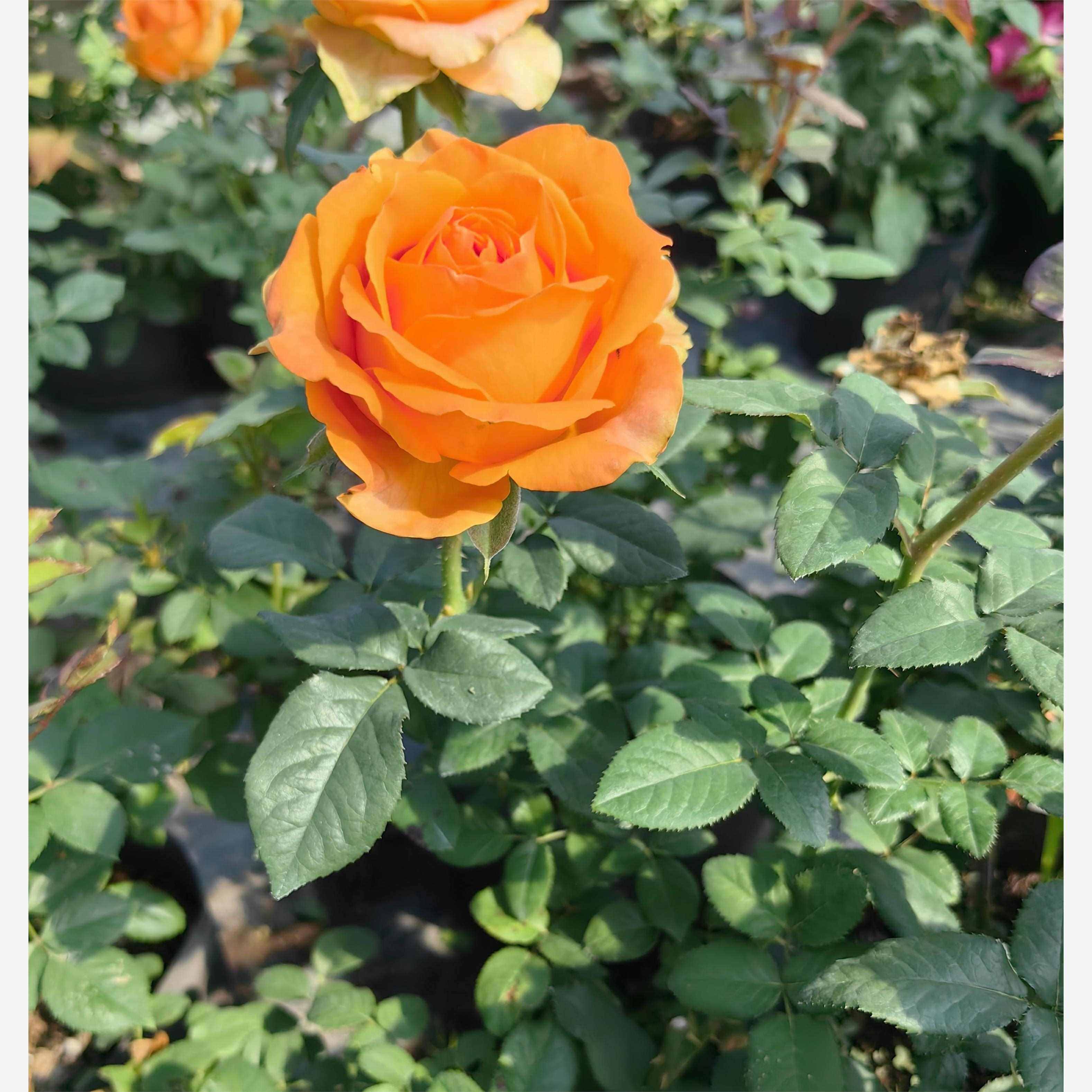 碎果汁 月季花苗 大花灌木高杯直立勤花切花庭院阳台盆栽花卉,鲜花速递/花卉仿真/绿植园艺,月季/蔷薇/玫瑰,淘宝优惠券,粉丝福利购,淘宝优惠卷