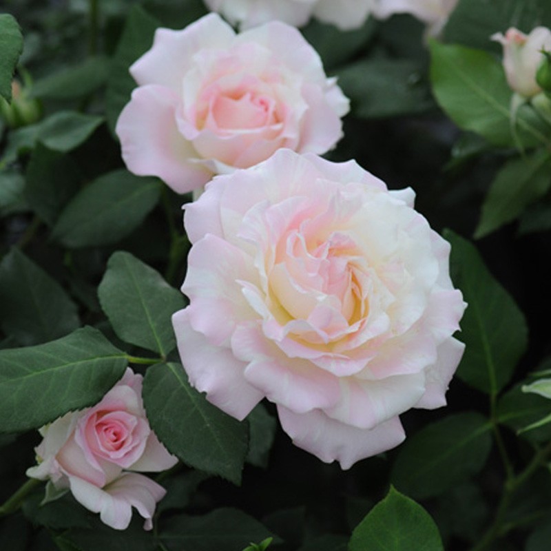 日月法式千层酥月季苗浓香丰花